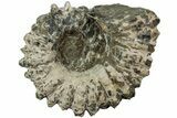 Bumpy Ammonite (Douvilleiceras) Fossil - Madagascar #224592-1